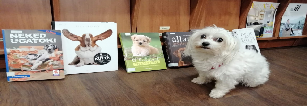 Kutya egy idő... ilyenkor még a kutyusok is minket választanak!