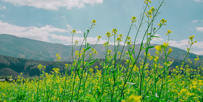 Ma van a magyar természet napja
